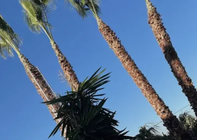 Poda de palmeras