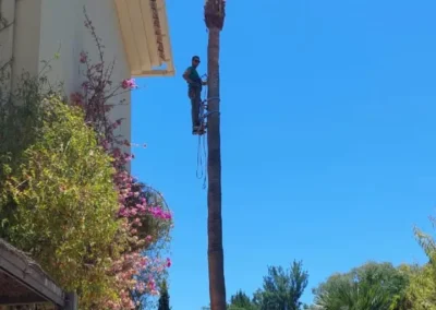 hombre subido a una palmera para proceder a su poda