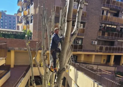 Trabajos en altura, poda de árbol en jardín interior