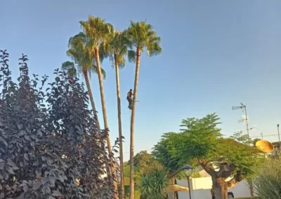 Poda de palmeras o poda de altura